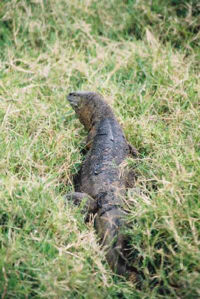Krokodil