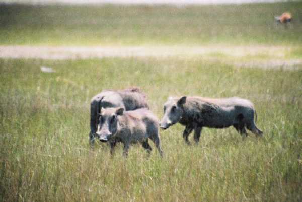 Warzenschwein