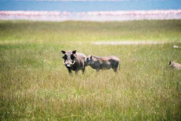 Warzenschwein