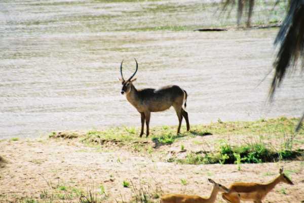 Wasserbock