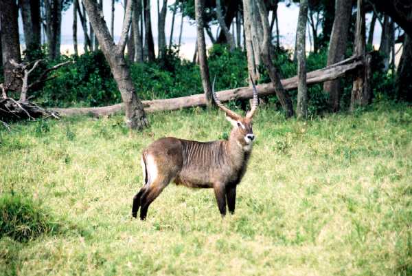 Wasserbock