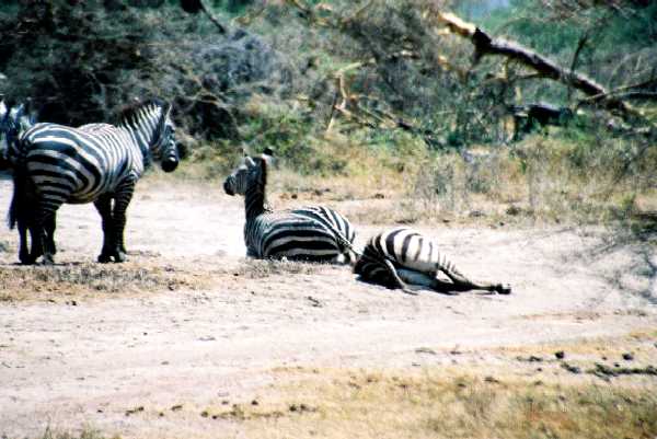 Zebra