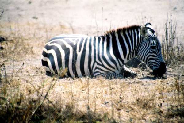 Zebra