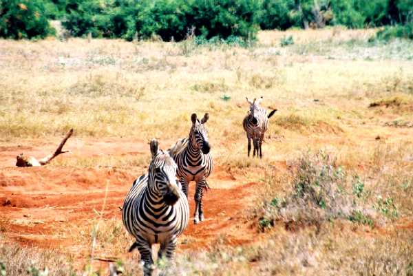 Zebra