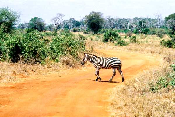 Zebra