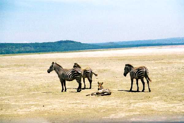 Zebra