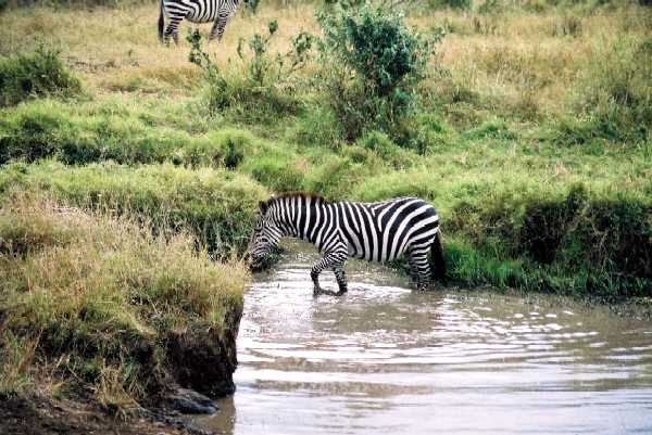 Zebra