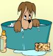 grooming dogs