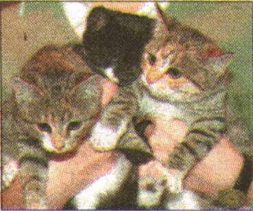 Click to see the article from the
paper about these kittens
