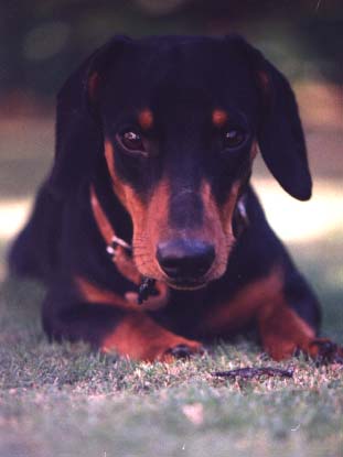 alfred3.jpg (20598 bytes)