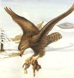 �Aguilas gigantes?