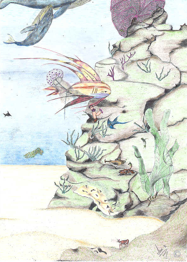 �Reef Whale