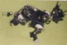 �Snoopy