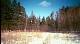 woodswinter20003.jpg