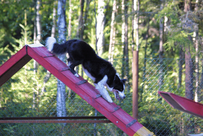 Photo Jari Nevalainen