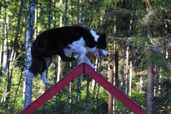 Photo Jari Nevalainen