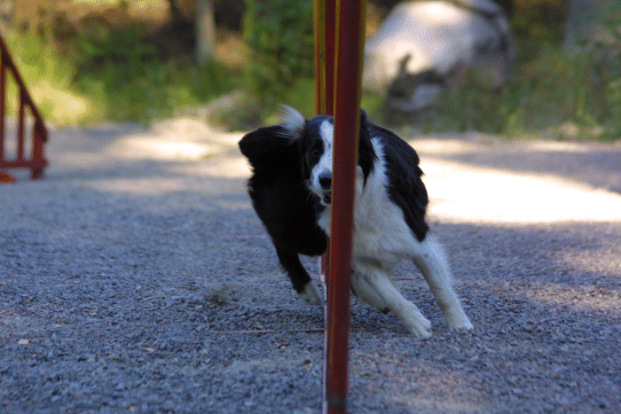 Photo Jari Nevalainen