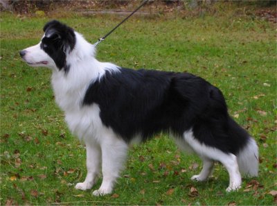 Elwood 9 kk (c) Teemu Koivisto