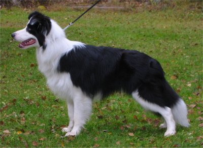 Elwood 9 kk (c) Teemu Koivisto