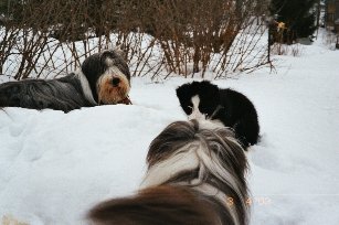 (c) Saija Pollari-Peltoniemi