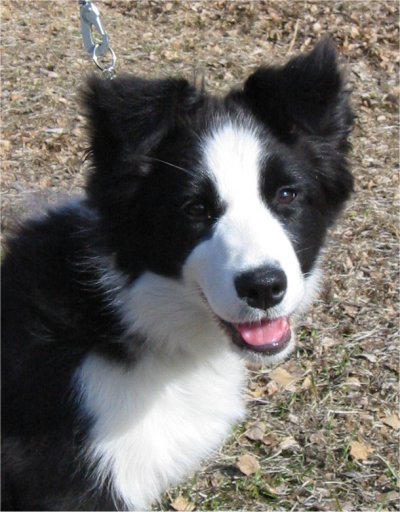 Otto 8.5.2003 (4kk) kuva Miia Mustonen