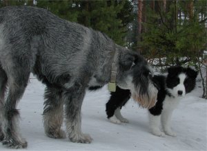 (c) VP Ala-Lahti