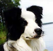 Tootsie (c) Marjo Hyt�nen