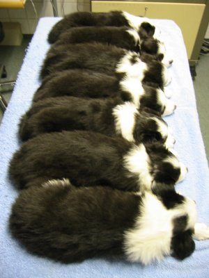 Kiltisti klinikan p�yd�ll�...