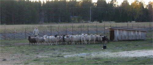Viun tyylin�yte Maikkulan kartanon lampailla.