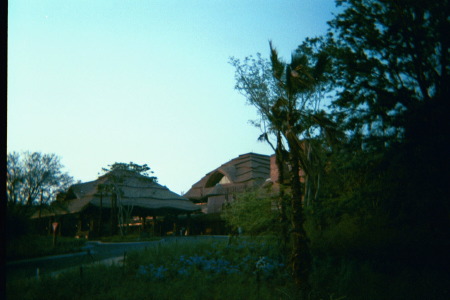 ANIMAL KINGDOM LODGE