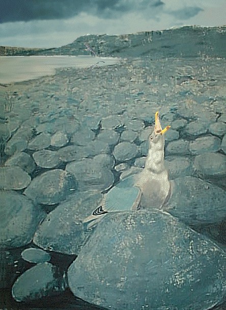 Seagull
