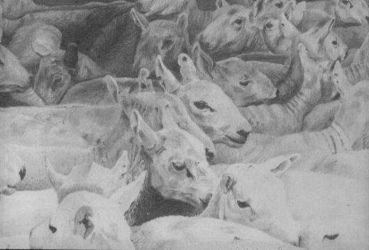 Sheep Drawing1