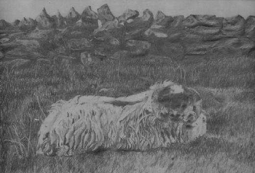 Sheep Drawing 2
