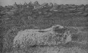 sheep drawing 2
