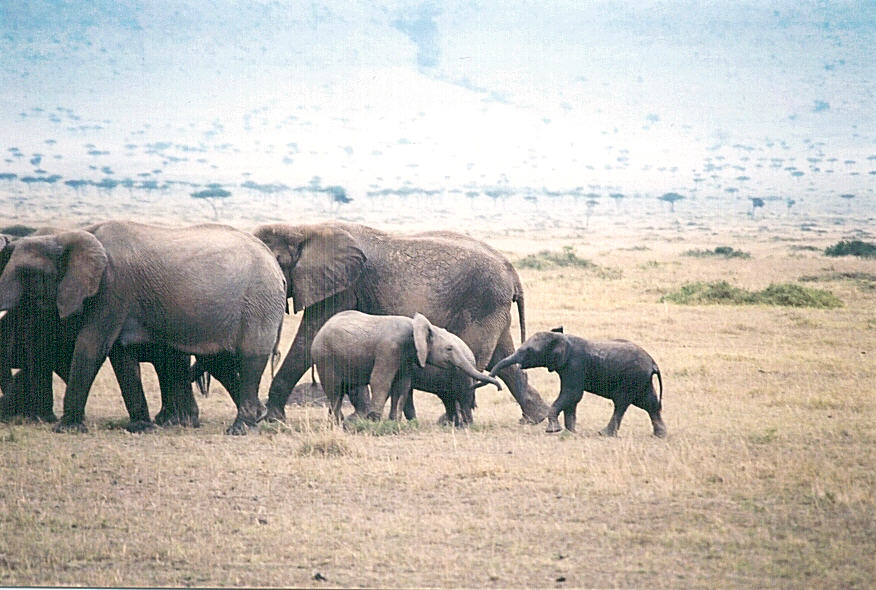 Elephants on parade