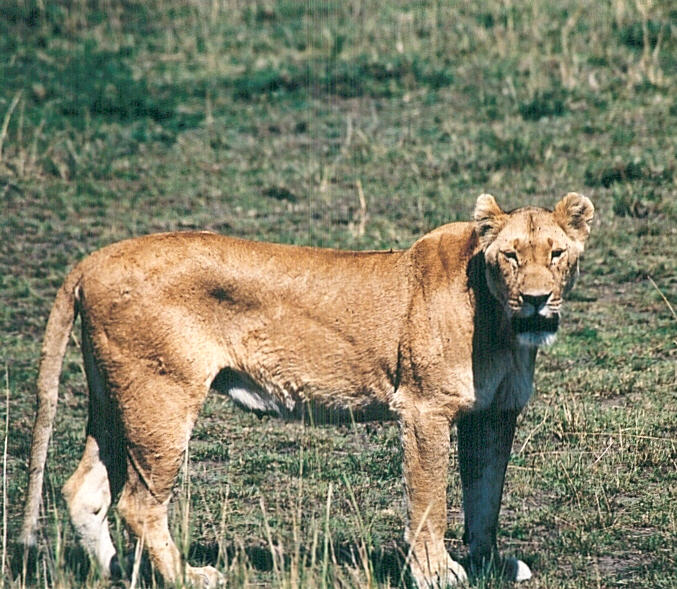 Lioness