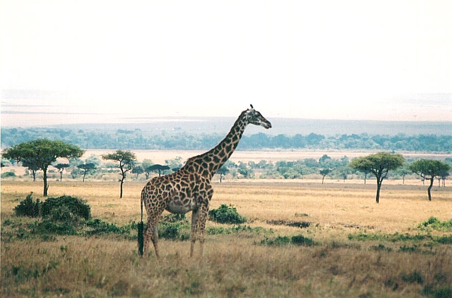 Giraffe - note the unbroken plain in the background