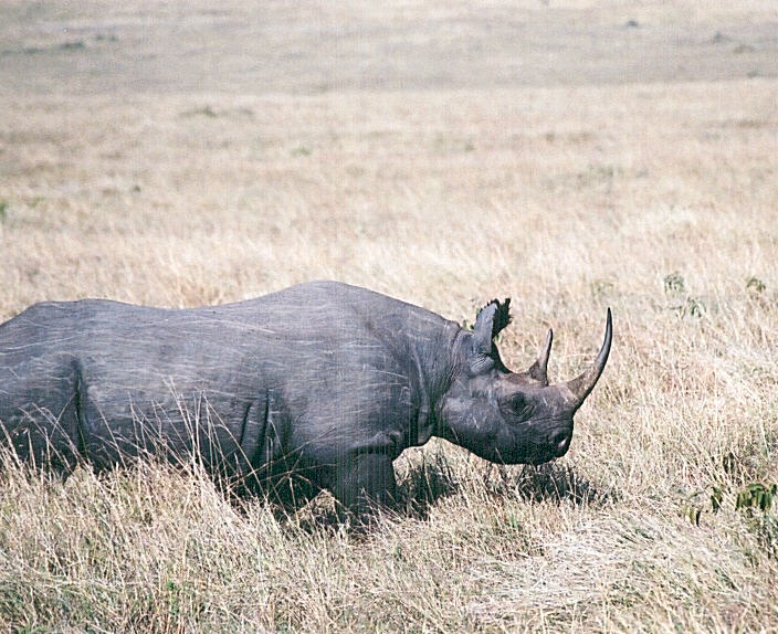 A black rhino