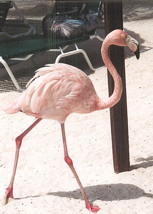 A pink flamingo walks the beach