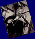 bob_breeze.jpg (71175 bytes)