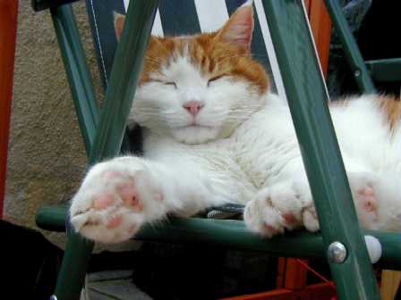 Posing, even when asleep.