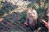 Monkey.jpg (841742 bytes)