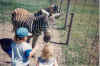 Zebrakids.jpg (773696 bytes)