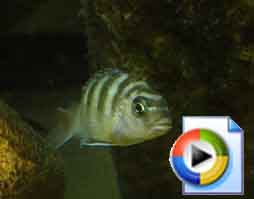 Cichlid Video: Backflips