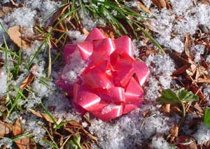 Winter Album 1: Ann Arbor Sees Some Snow