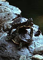 Painted turtles in Hong Kong