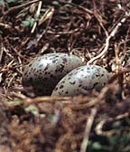 Seagull eggs in the grass