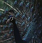 The cocky peacock