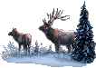 Elk