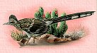 Roadrunner
